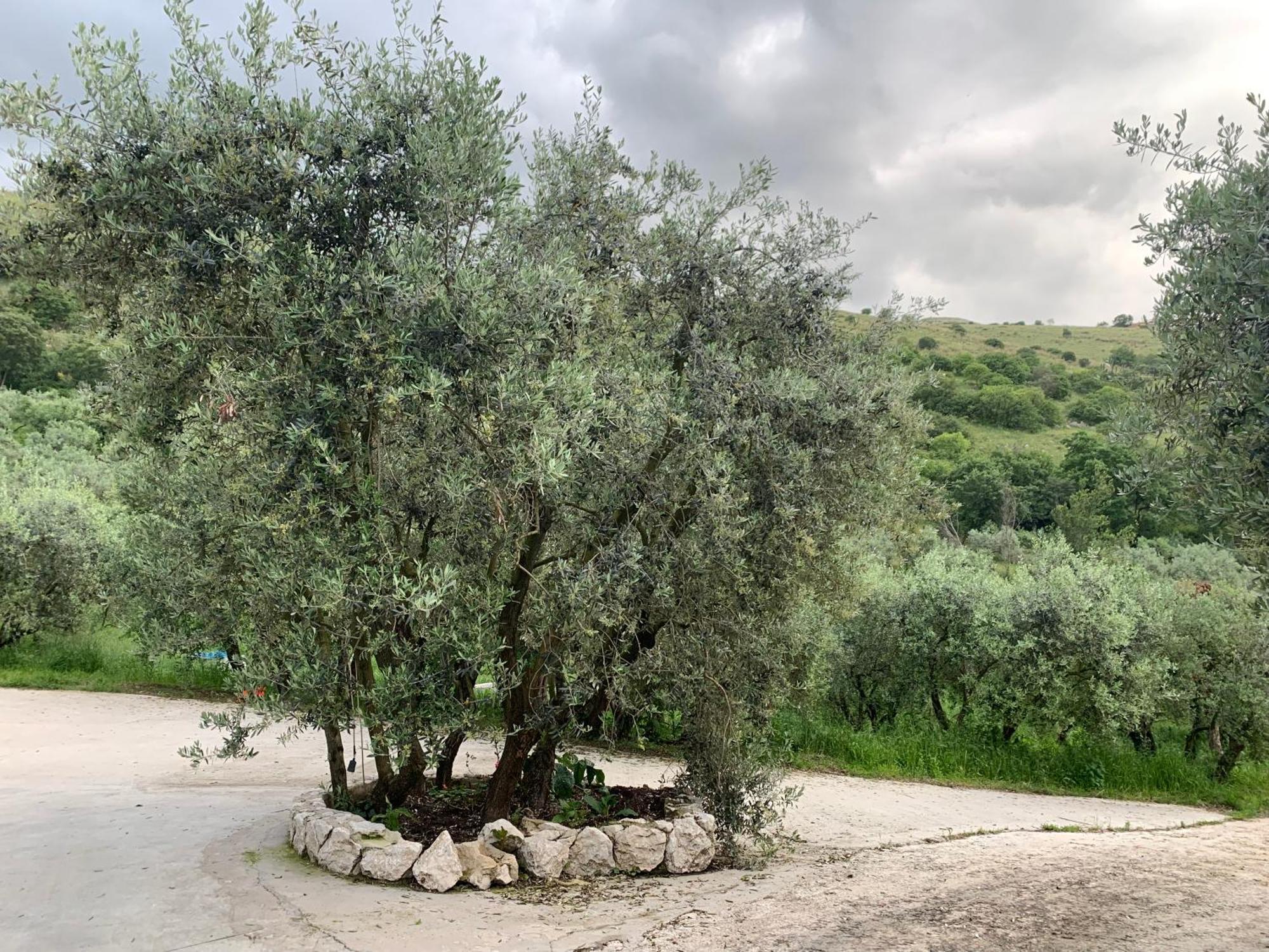 Agriturismo Torre Ercolana Anagni Dış mekan fotoğraf